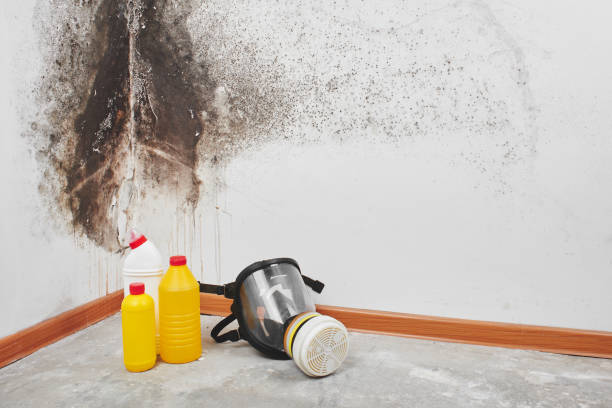 Professional Mold Removal in Hazardville, CT