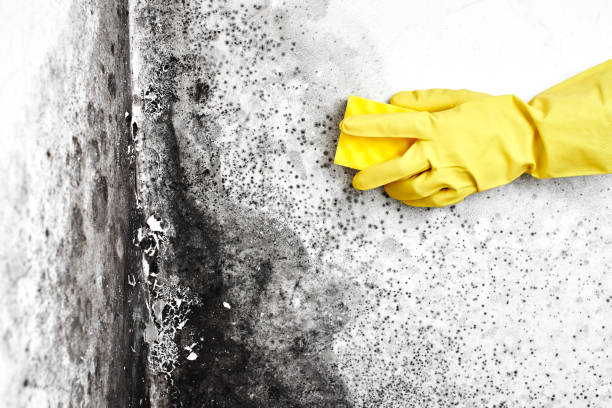 Best Office Mold Removal Services  in Hazardville, CT