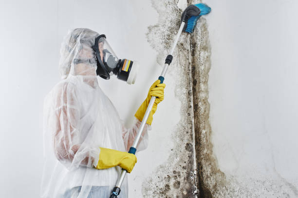 Home Mold Removal in Hazardville, CT