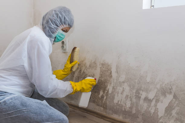 Best Home Mold Removal  in Hazardville, CT