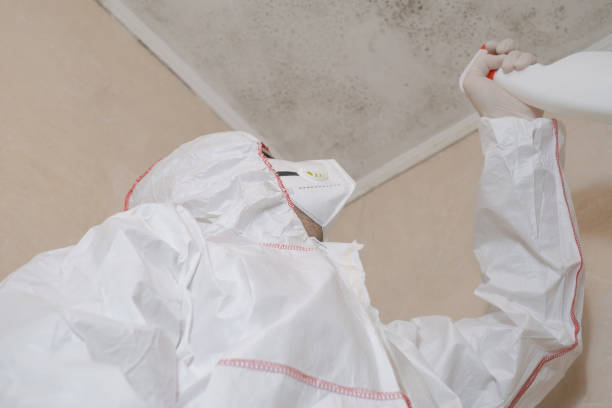 Best Commercial Mold Removal  in Hazardville, CT