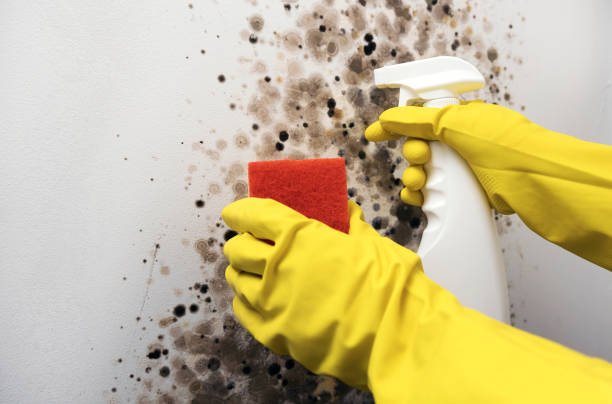 Best Mold Inspection  in Hazardville, CT