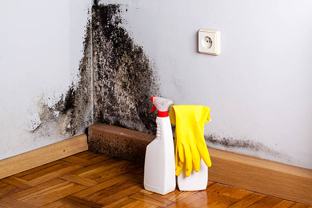 Best Certified Mold Removal  in Hazardville, CT