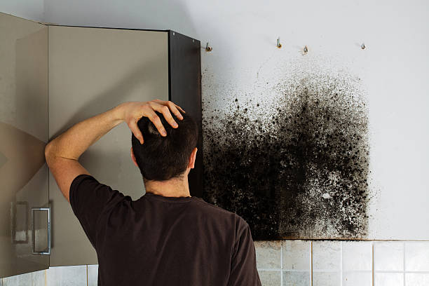 Best Black Mold Removal  in Hazardville, CT