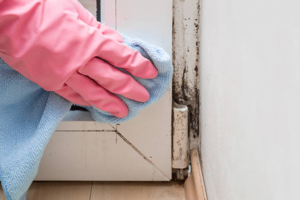 Mold Testing and Removal in Hazardville, CT