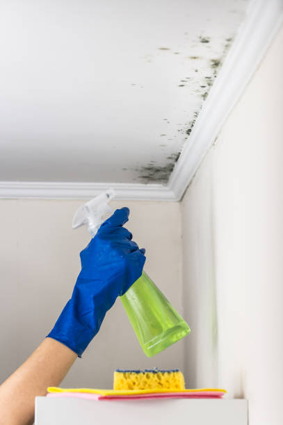Best Residential Mold Removal  in Hazardville, CT