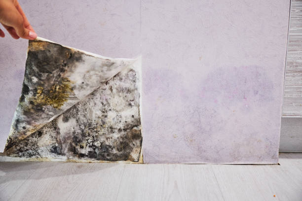 Best Residential Mold Removal  in Hazardville, CT